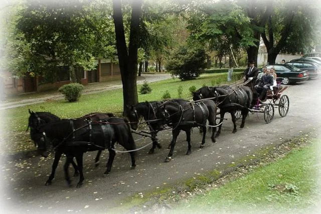 Lókötő Csárda és Lovastanya kép 0
