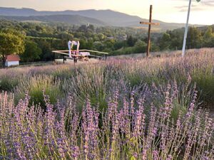 Szidónia-major Bodony