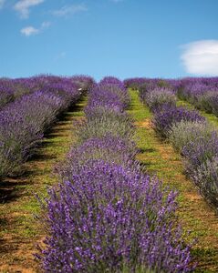 Szidónia-major Bodony